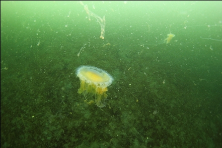 jellyfish and plankton