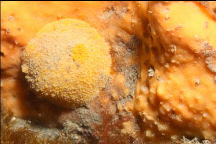 nudibranch on sponge
