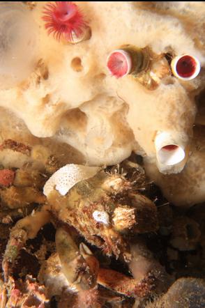 crab under sponge and tube worms