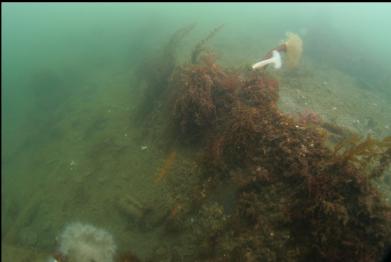 buried side of hull holding back higher level of mud