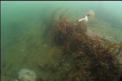 buried side of hull holding back higher level of mud