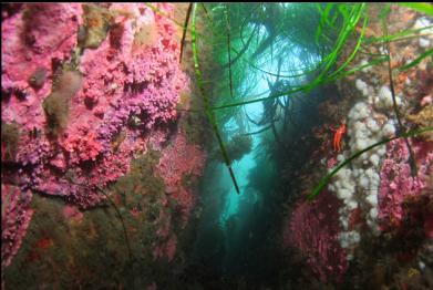 hydrocoral, small white anemones and surfgrass