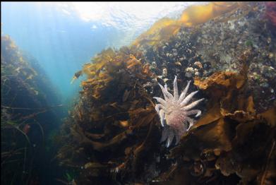 sunflower star near surface