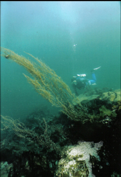 DIVER AT SETCHEL POINT