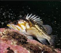 COPPER ROCKFISH