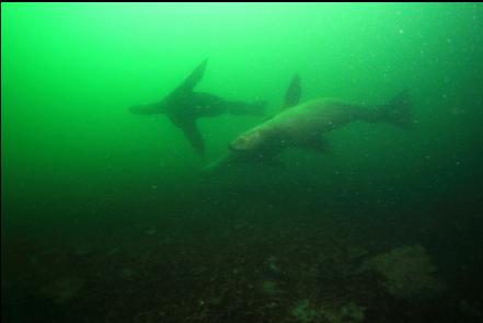 sealions 