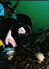 DIVER AND ALABASTER NUDIBRANCH