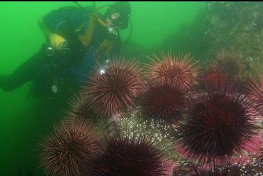 urchins at base of reef
