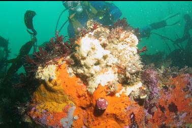 sponges on boulder