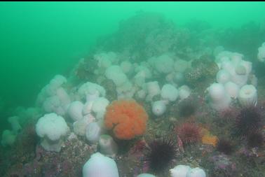 anemones on reef