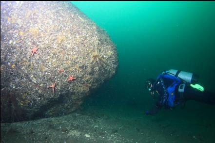 feather stars on a large boulder