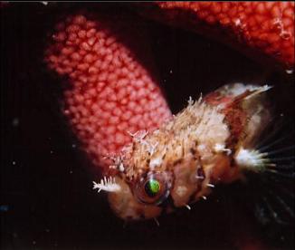 MOSSHEAD WARBONNET AND BLOOD STAR ON WALL