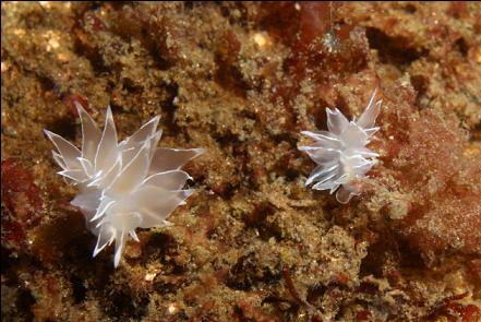 nudibranchs