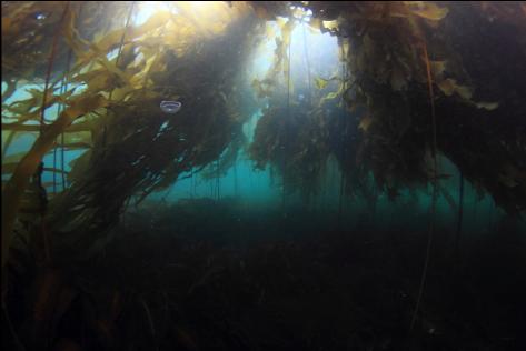 under the bull kelp