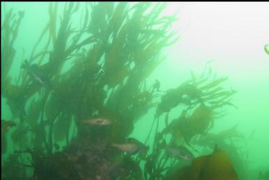 ROCKFISH IN KELP