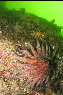 SUNFLOWER STARS