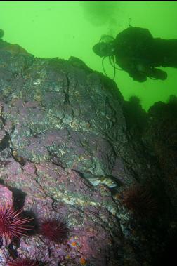 COPPER ROCKFISH ON WALL