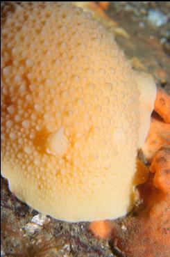 NUDIBRANCH EATING YELLOW SPONGE