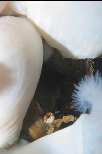 SCULPIN AND ANEMONES