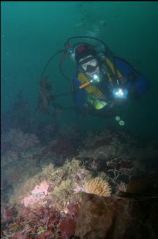 ANEMONE ON REEF