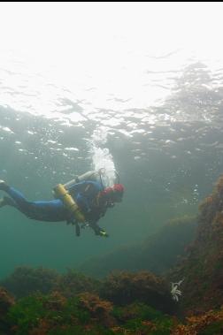 shallows