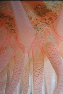 crimson anemone