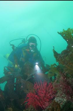 another fish-eating anemone