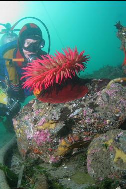 fish-eating anemone