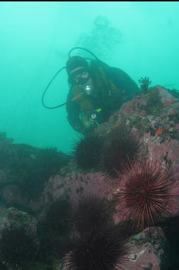 urchins on boulders