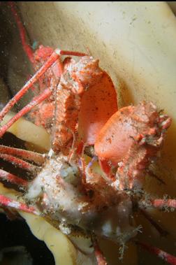 crabs on cloud sponge
