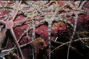 brittle stars