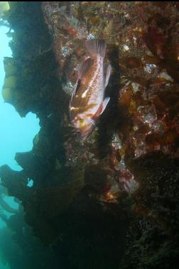 copper rockfish