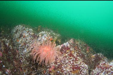 crimson anemone