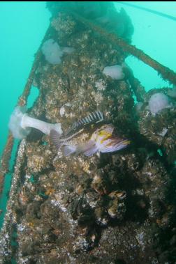 copper rockfish on mast