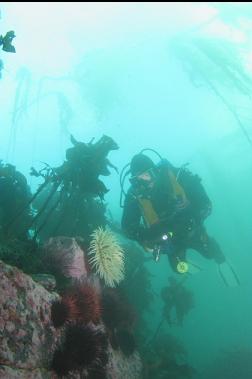 self-portrait with anemone