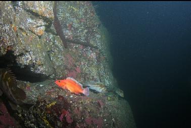 rockfish on wall