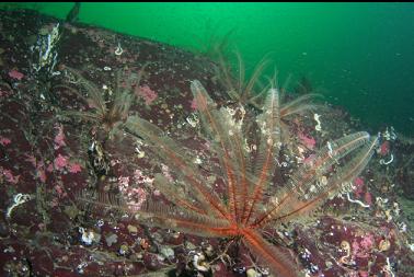 feather stars