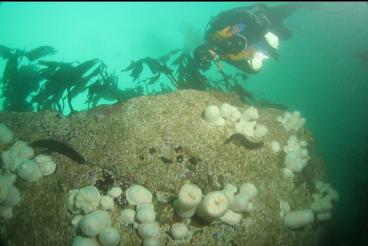 plumose anemones on boulder