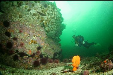 sea pen and shallow wall