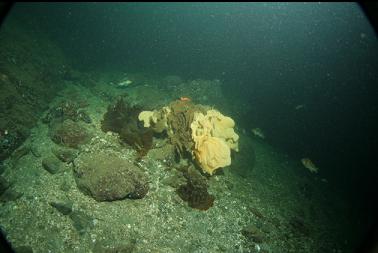 cloud sponge
