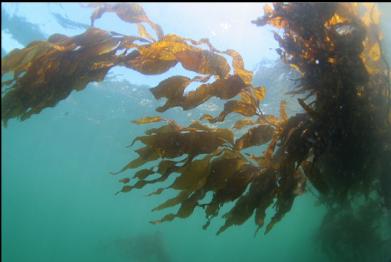 giant kelp