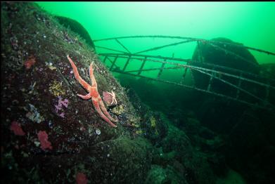 seastars near ladder