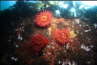 fish-eating anemones