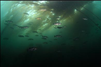 black and yellowtail rockfish