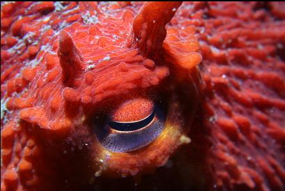 octopus eye