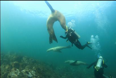 Steller biting diver's head