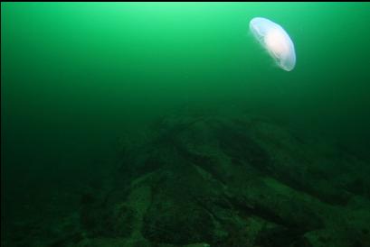 moon jelly and reef in distance