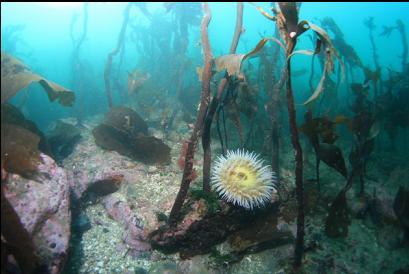 fish-eating anemone and stalked kelp