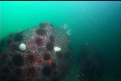 plumose anemones and urchins before wall