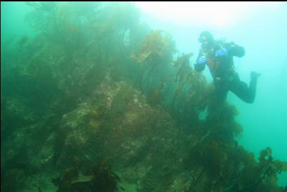 stalked kelp on reefs